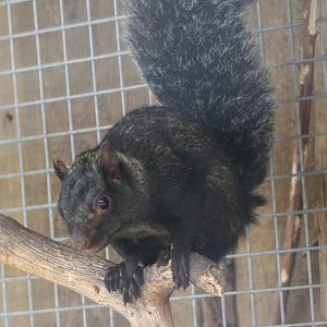 Yucatan squirrel