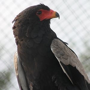 Bateleur