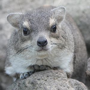 Yellow-spotted bush hyrax