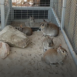 Small group of Chacoan maras