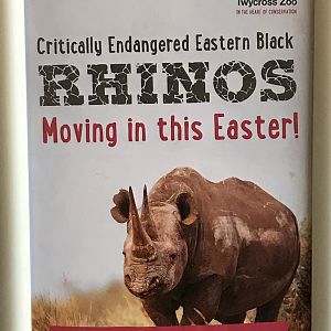Rhino comeing this easter