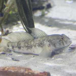 Fish ID