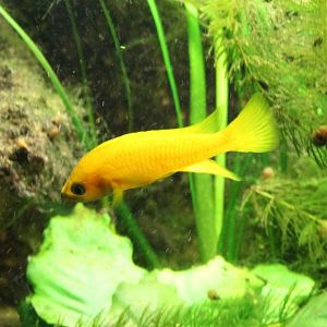 Cichlid species