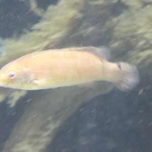 Ctenolabrus rupestris