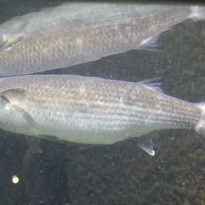 Grey mullet - Chelon labrosus.