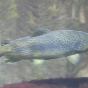 Brown trout - Salmo trutta trutta