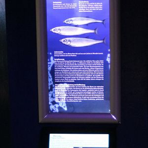 Info-sign Atlantic herring