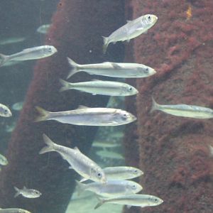 Atlantic herrings - Clupea harengus