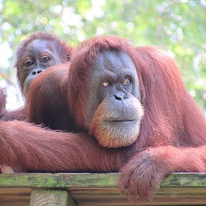 Bornean Orangutan at Zoo Atlanta