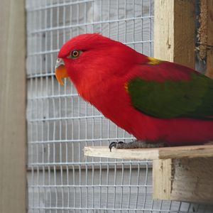 Yellow-backed Chattering Lory