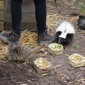Meerkat and Striped Skunk