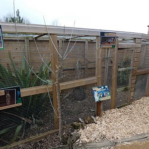 Common Genet outdoor enclosure