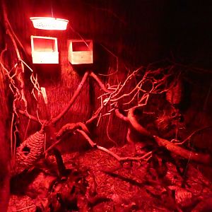 Sugar Glider exhibit