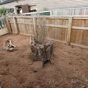 Meerkat exhibit by entrance