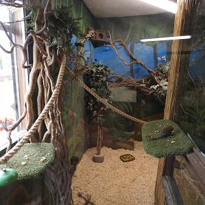 Pygmy Marmoset and Three-banded Armadillo enclosure