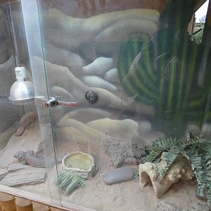 Uromastyx enclosure