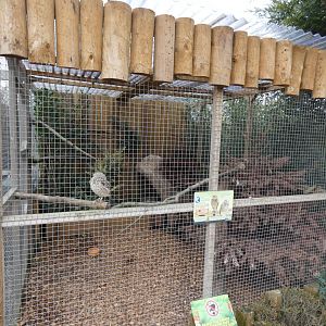 Burrowing Owl enclosure