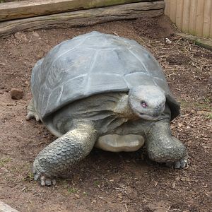 Model Giant Tortoise