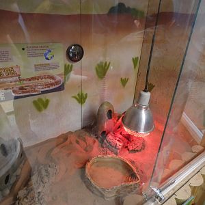 Kenyan Sand Boa enclosure