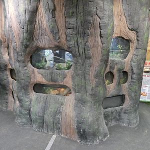 Invertebrate enclosure in Rainforest house
