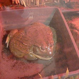 African Bullfrog signage