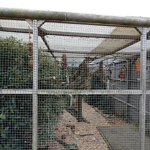Yellow-backed Chattering Lory aviary