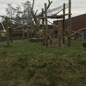 Possible second bonobo exhibit