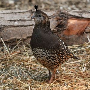 Identification please