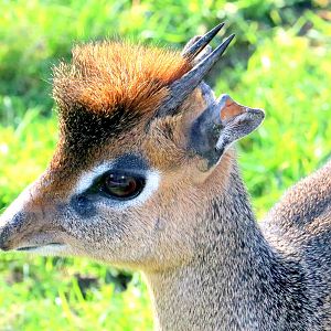 Kirk's dik-dik; Colchester; 17th February 2019