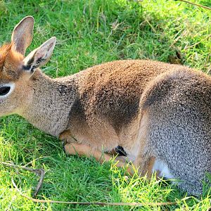 Kirk's dik-dik; Colchester; 17th February 2019