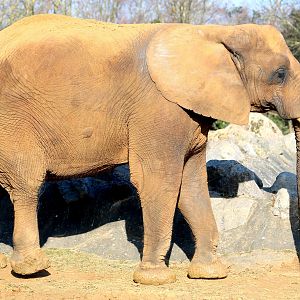 African elephant; Colchester; 17th February 2019