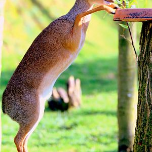 Kirk's dik-dik on hind legs; Colchester; 17th February 2019