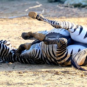 Maneless zebra rolling in sand; Colchester; 17th February 2019