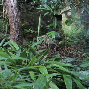 Margay Cat Edinburgh Zoo