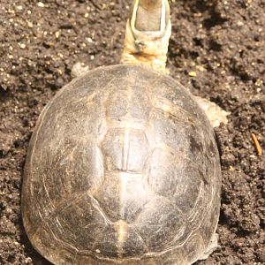 Malayan box turtle - Cuora amboniensis