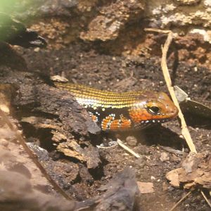 Fire skink