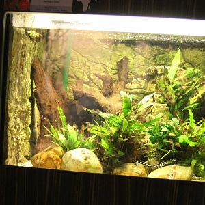 Enclosure Neuregus kaiseri