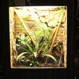 Day gecko - Dart frog enclosure