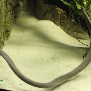 Rio Causa caecilian -Typhlonectes natans