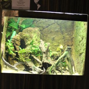 Enclosure Rio Causa caecilian