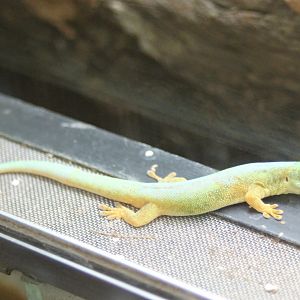 Phelsuma robertmertensi