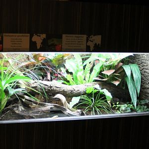 Day gecko - Mantella enclosure