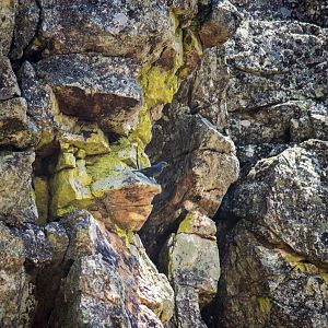 Blue rock thrush, Monticola solitarius solitarius