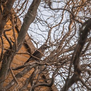 Slender-billed spotted nutcracker, Nucifraga caryocatactes macrorhynchos