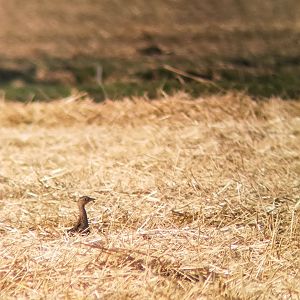 Little bustard, Tetrax tetrax