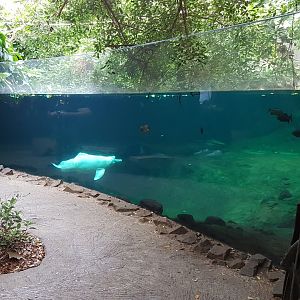 Enclosure River dolphin