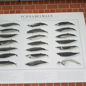 Whale info-poster