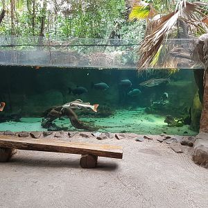 South America - aquarium