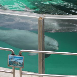 Bottle-nosed dolphin