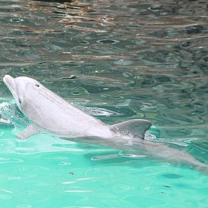 Bottle-nosed dolphin